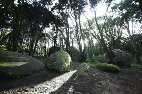 large round boulders in a forest