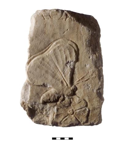 A block of marble with a fragment of a relief sculpture showing a butterfly head, abdomen, and wing.