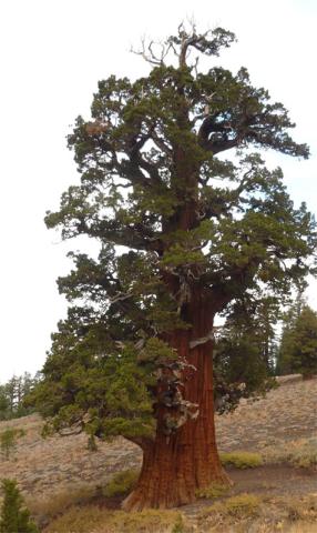 A single juniper trees stands in the center of a large clearing surrounded by brown grass