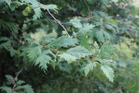 leaves