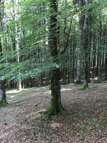 tree in a forest