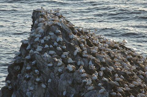 an outcropping covered in gannets