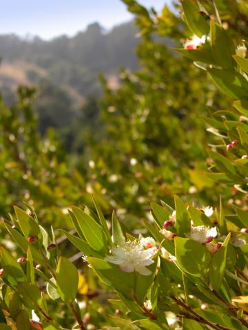 Greek Myrtle bush. In the background are multiple pink-red buds; in the foreground one bud has opened into a white flower