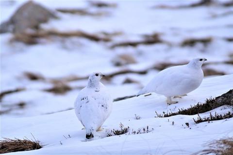 a pair of all-white ptarmigans in the snow