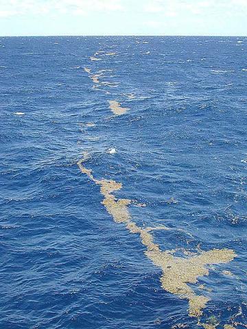 lines of sargassum in the Sargasso Sea