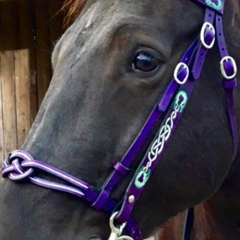 a horse wearing a modern "celtic" bridle