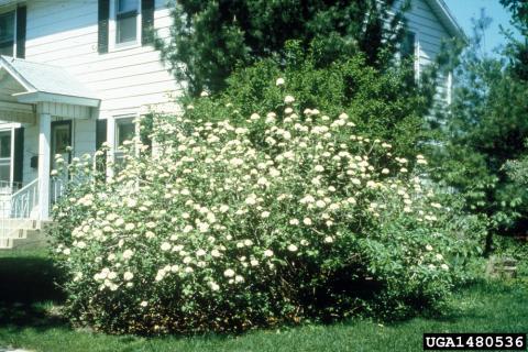 flowering shrub in front of a house
