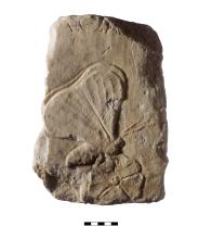 A block of marble with a fragment of a relief sculpture showing a butterfly head, abdomen, and wing.