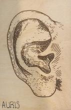line drawn woodcut of a human ear