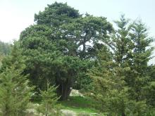 tall tree