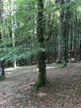 tree in a forest