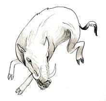 Black ink line drawing of a boar. It appears to be in the midst of turning to face something toward the bottom right of the image.  