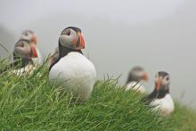 four puffins on the island of Mykines