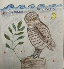 Colored pencil drawing of a brown owl standing on a rock in profile, head turned to face the viewer. A branch of greenery, perhaps an olive branch, appears to be growing out from behind the rock. Behind the owl is a dark blue night sky with a yellow crescent moon and orange stars. The words "sapiens, sapientis" are written across the top of the page.