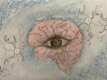 Colored pencil drawing of human brain in profile on a blue-washed background. Superimposed on the brain is a brown eye. Flanking the brain are two neurons, one on each side, and portions of two others disappearing out of frame on either side. Written above the brain are the words "sentio, sentire."